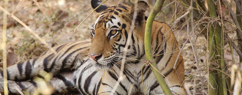 Gateway to Wildlife Tour